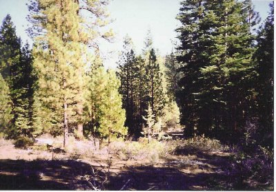 large image