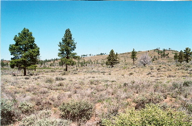listings