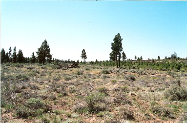 large image