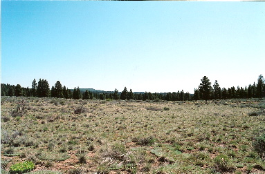 large image