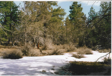 large image
