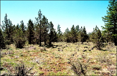 large image
