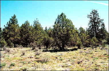 large image