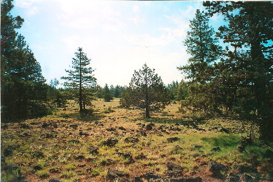 large image
