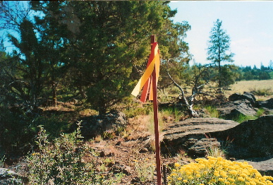 large image