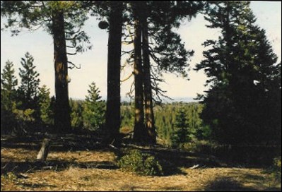 large image