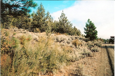 large image