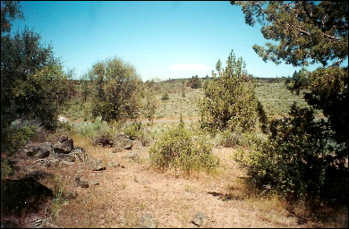 large image