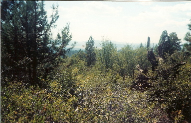 large image