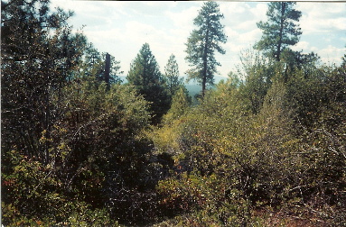 large image
