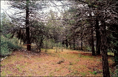large image