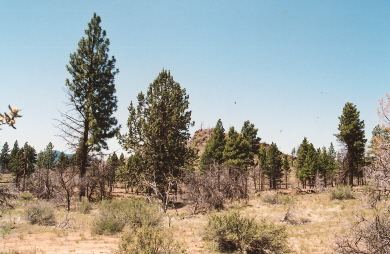listings