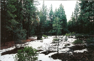 large image